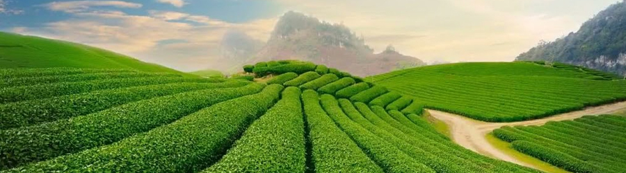 Nghia Lo Tea Plantation